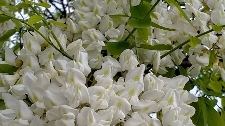 Les fleurs blanches de l'arbre du lieu