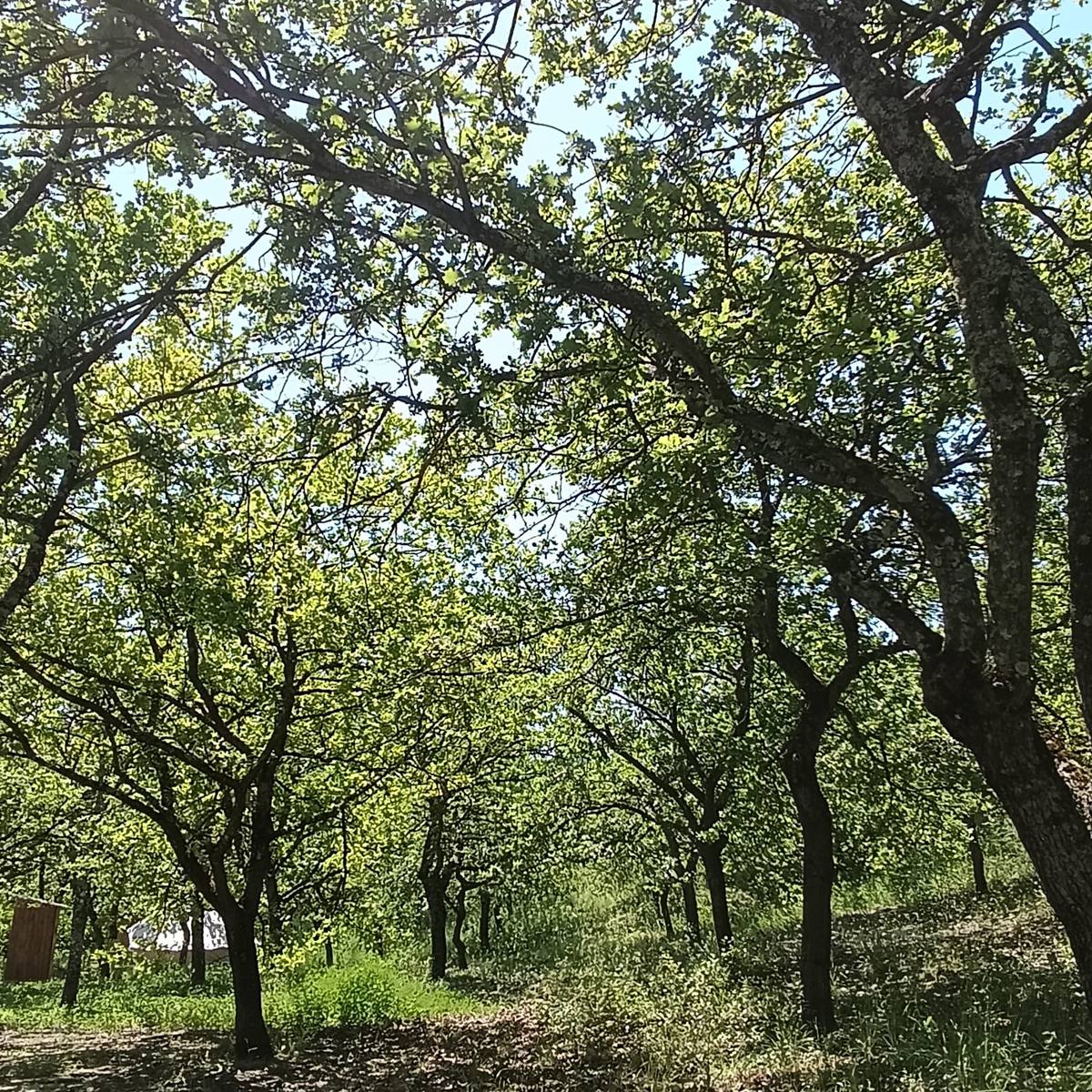 Le sous-bois de chênes, ombragé, du lieu du stage